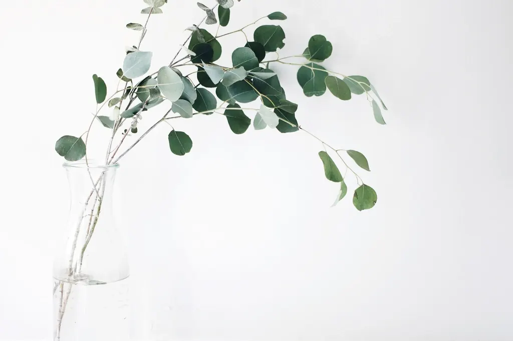 Eucalyptus sprigs in a glass vase